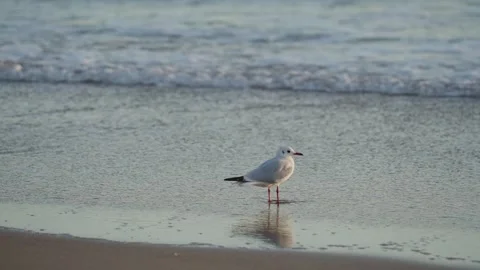 Seagulls walking on a sandy beach on the sea Stock Footage 321387257