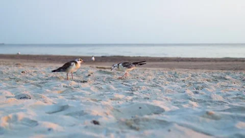 Seagulls walking on the sandy beach at sunny sunset. Klaipeda, Lithuania. Stock Footage 312202012