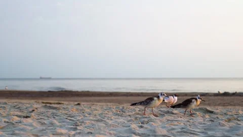 Seagulls walking on the sandy beach at sunny sunset. Klaipeda, Lithuania. 스톡 동영상 319904849