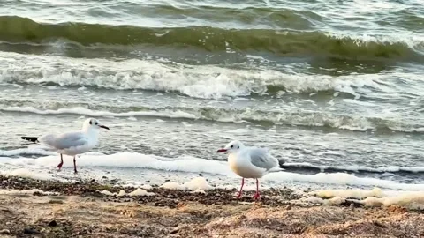 Seagulls Walking on the Seashore Vidéo 317446574