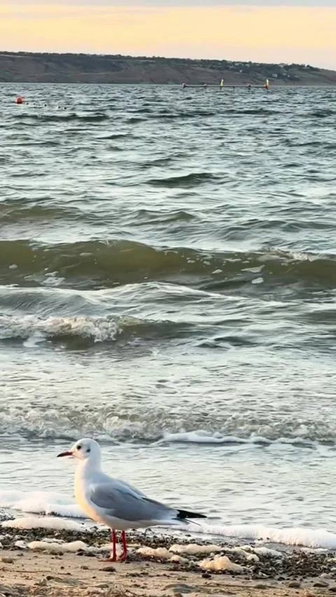 Seagulls Walking on the Seashore Stock Footage 317446576