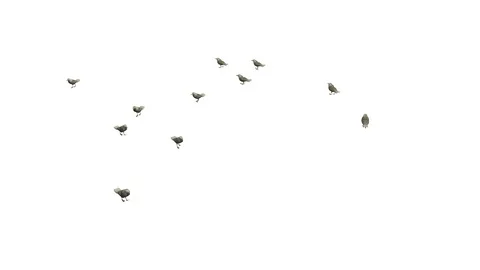 SEAGULLS WALKING VIEW B Vídeos de archivo 101832905