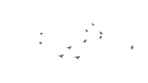 SEAGULLS WALKING VIEW D Video stock 101833017