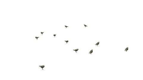 SEAGULLS WALKING VIEW E Vídeos de archivo 101833039