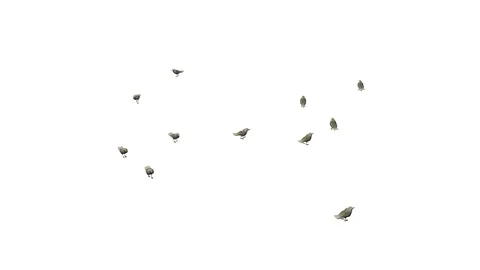 SEAGULLS WALKING VIEW G Stock-Footage 101833073