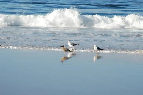 Seagulls Walking in Waves Stock Photos
