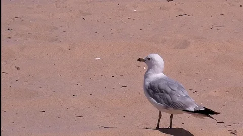 Seagulls walks and squawks on sandy beach. Stock Footage 104908669