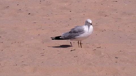 Seagulls walks and squawks on sandy beach. Stock Footage 104908674