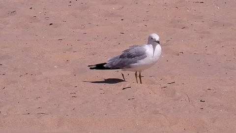 Seagulls walks and squawks on sandy beach. Stock Footage 104908701