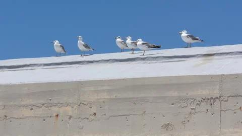 Seagulls on a wall Stock Photos