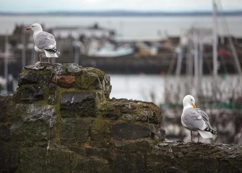 Seagulls on wall Foto stock