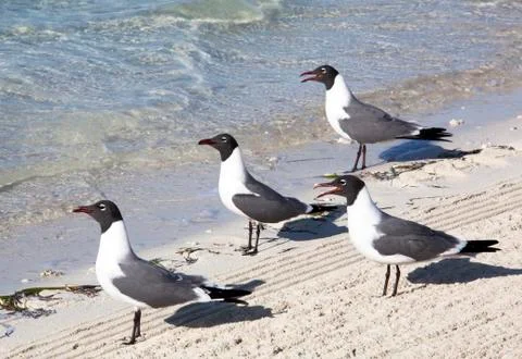 Seagulls watching Stock Photos