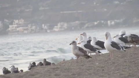 Seagulls watching Sunset Video stock 150629290