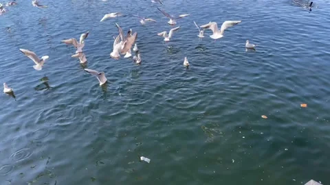 Seagulls on water being fed bread by people Video stock 170240938