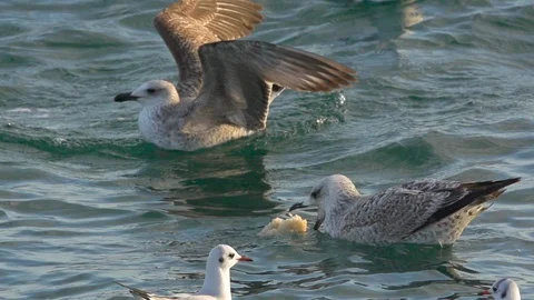 SeaGulls on the water catching bread in SlowMotion Stock-Footage 87256789