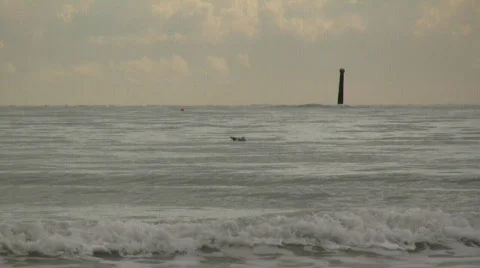 Seagulls on the water 库存影片 302400