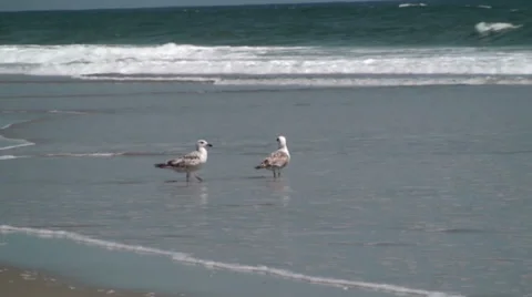 Seagulls in the water Stock Footage 32787256
