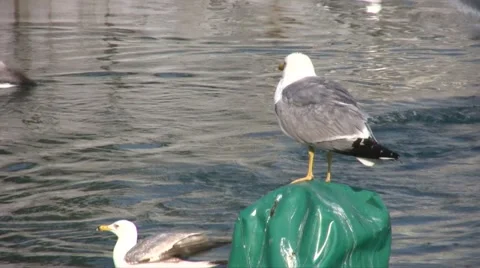 Seagulls in the water Video stock 47989797