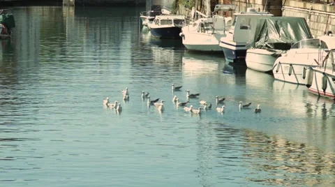 Seagulls in water Stock Footage 57319741