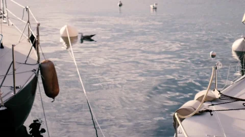 Seagulls on water Video stock 68428223