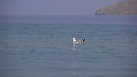 Seagulls on the water 스톡 동영상 77206228