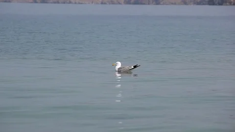 Seagulls on the water Stock Footage 77206636