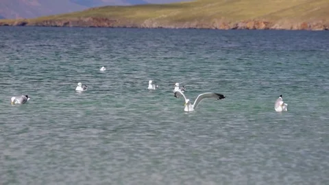 Seagulls on the water Stock Footage 77206809