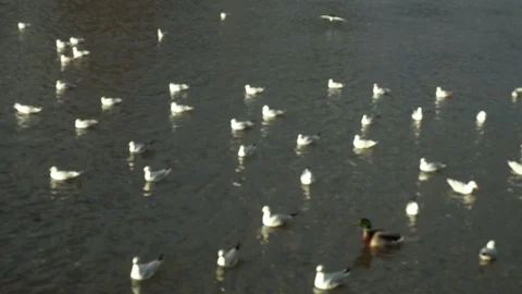 Seagulls in the water Stock Footage 100357183