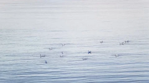 Seagulls on the water Stock Footage 125153415