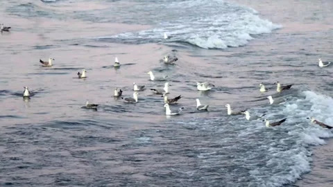 Seagulls in water Stock Footage 138489983