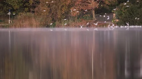 Seagulls on the water Stock Footage 294095556