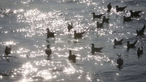 Seagulls on water by the harbour Stock Footage 75563117