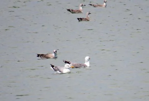 Seagulls on the water in Romania Photos