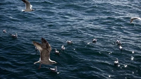 Seagulls on the water, slow motion. Stock-Footage 88101022
