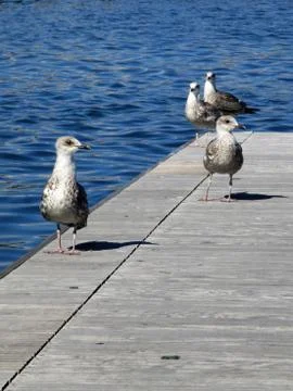 Seagulls on the waterfront a Stock Photos