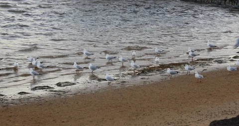 Seagulls at waters edge of beach Hastings Stock Footage