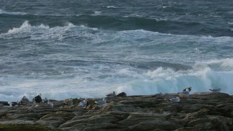 Seagulls, waves and rock Stock Footage 131734906