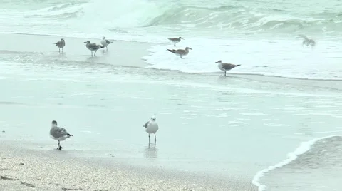 Seagulls in the waves at the beach. Seagulls flying in and out of water Video stock 56224796