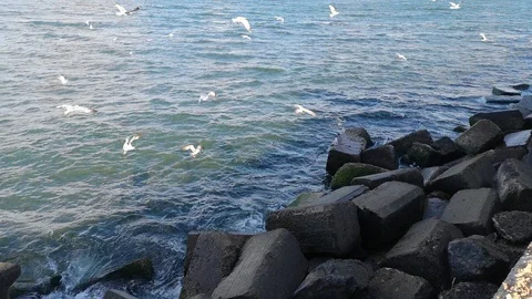 Seagulls on waves in the Black Sea 動画素材 108558540