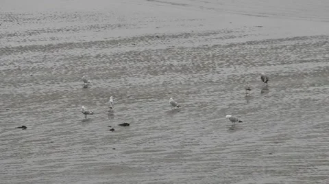 Seagulls on a wet beach Stock Footage 49639672