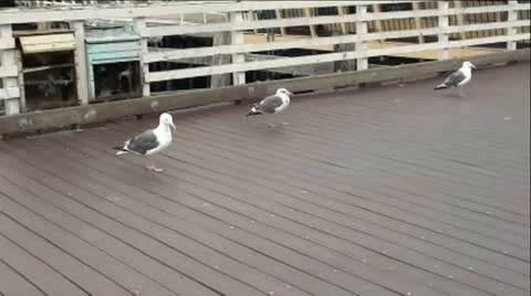 Seagulls on Wharf Видео 11945979