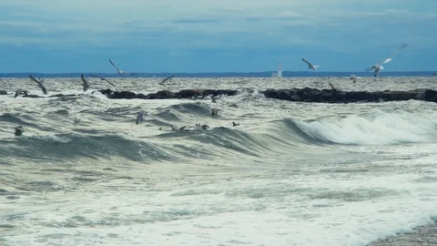 Seagulls, wildly flapping, battle the wind and stormy ocean waters. New England. Stock Footage 98203244