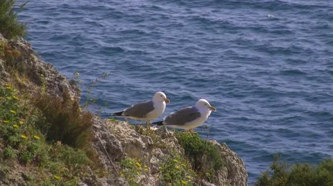 Seagulls in the wind Stock Footage 5443106