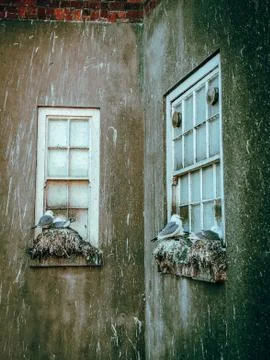 Seagulls on the window Photos