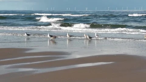 Seagulls on a windy beach with offshore wind farm turbines in background Stock Footage 320723984