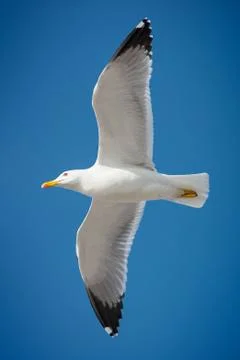 Seagulls wings Stock Photos