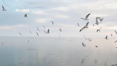 Seagulls on winter Stock Footage 80766383