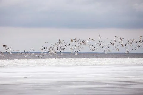 Seagulls in winter Stock Photos