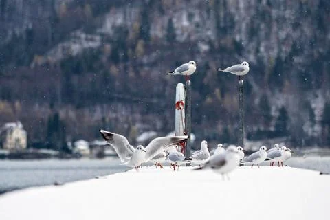Seagulls in Winter Stock Photos