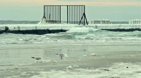 Seagulls winter on sea Stock Footage 55425064